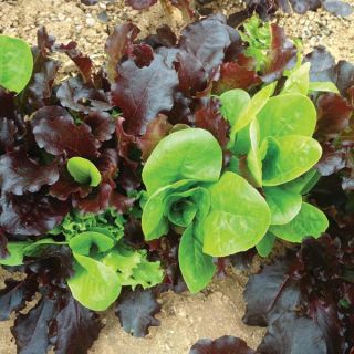 Veseys Bright Mix Greens Thumbnail